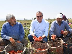 Vali Deniz, Akhisar’da domates hasadı yaptı