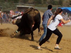 Boğalar ‘eğitim’ yararına güreşti