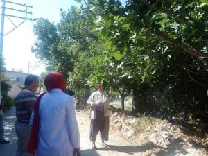 Efeler’de ilek ağaçları incelendi