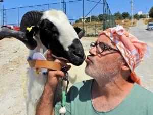 Çeşme’de sakız koyun ve koçlarının en güzelleri seçildi