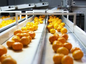 Narenciye sektöründen 900 milyon dolar ihracat hedefi