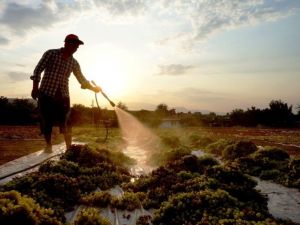 Sarıgöl Ziraat Odası Başkanı: "Bakanımızdan TMO’yu devreye sokmasını, kuru üzüm avans fiyatlarını acilen açıklamasını istiyoruz’’