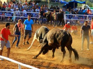 Boğalar arenaya sığmadı