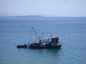 Didim’de balıkçılar denize açıldı