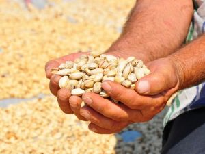 Manisa’da üretilen Antep fıstığı yüzleri güldürdü