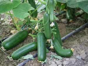 Ağustos’un zam şampiyonu salatalık oldu