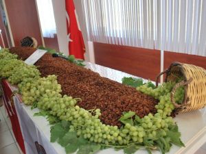 TARİŞ açıkladı, en düşük üzüm 10 lira