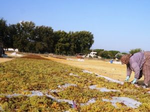 Kuru üzüm fiyatına müdahale, üreticiyi sevindirdi