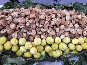 İncir ihracatında ilk gemi 26 Eylül’de yola çıkacak