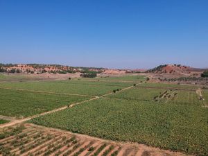 Yerli üretim ayçiçekleri ilk mahsulünü verdi