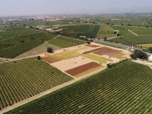 Manisa ovaları sergideki üzümlerle rengarenk oldu