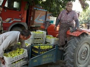 Ödemişli incir üreticileri sezondan umutlu