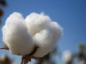 ATB Başkanı Çondur; “Pamuk üretiminin sürdürülebilirliği için önlemlerin alınmasını talep ediyoruz”