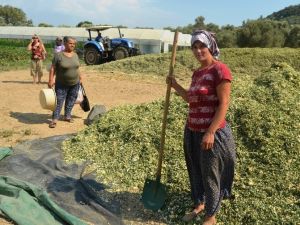 Çiftçiler kışlık kaba yem hazırlıklarına başladı