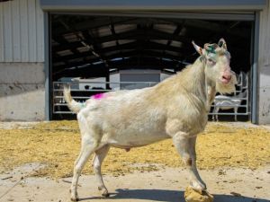 Türkiye’nin en modern keçi çiftliği İzmir’de kuruldu