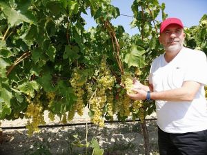 Ziraat Odası Başkanı Cem Yalvaç: “Açığa üzüm dökmeyelim”