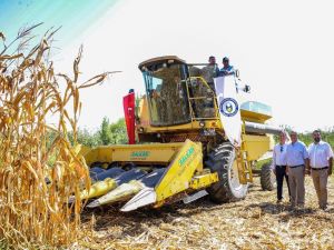 Bölgenin ilk mısır hasadı gerçekleşti