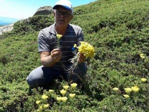 Bu ot yılda sadece bir ay yetişiyor