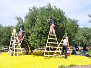 ‘Zeytinin başkenti’ Akhisar’da hasat başladı