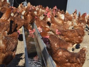 En fazla kümes hayvanı Manisa’da