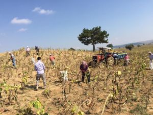 Kütahya’nın en verimli topraklarında ayçiçek bereketi
