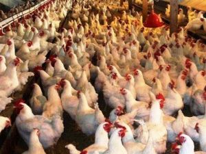 Kütahya’da kümes hayvanı sayısı yüzde 7,7 azaldı