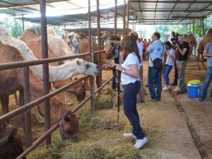 AB Devesütü (Camelmılk) proje ekibi Aydın’da inceleme yaptı