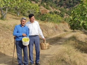 Başkan Özcan üreticiyle birlikte incir hasat etti