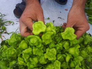 ’Gül Biberi’ tezgâhların gözdesi