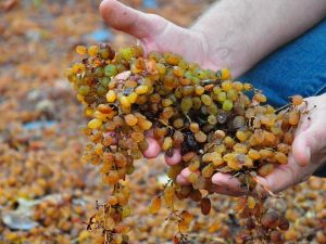 Manisa’da şiddetli yağmur ekili alanları vurdu