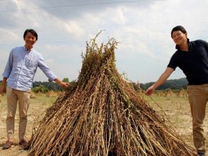 Japonlar ‘Suşi’ susamı için Muğla’da