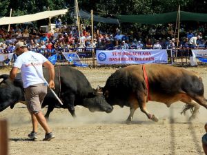 Bakan Kasapoğlu Boğa güreşlerine katıldı