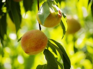 Rusya’ya şeftali ihracatını iki kat hızlandıracak analiz desteği
