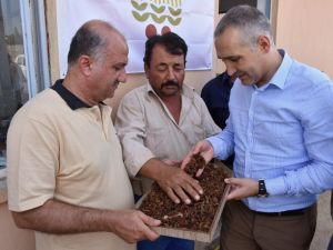 Kuru üzüm alımlarına yerinde inceleme