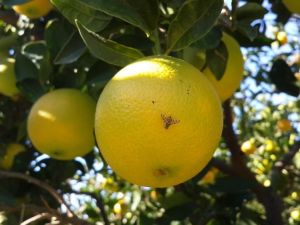 Aydın’da Akdeniz sineği ile mücadele başladı