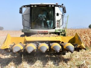 Manisa’da mısır hasadı başladı