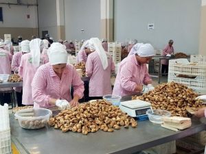 Cumhurbaşkanı Erdoğan’a incir teşekkürü