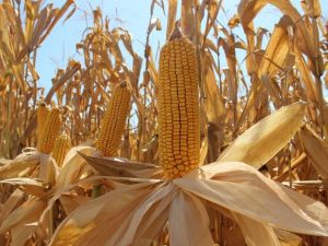 Yapılan uygulamayla mısırda yüksek verim elde edildi