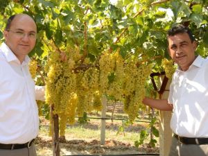 Cezaevinde sultani üzüm hasadı