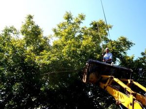Sarıgöl’de kepçe üzerinde ceviz hasadı