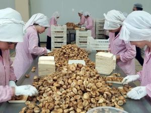 Aydın inciri, kayısı ve baklavayla beraber 2 milyar euroluk katma değer oluşturacak