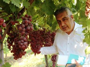 Alaşehir’de 300 üretici iyi tarım uygulamaları yapıyor