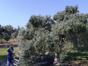 Düşük rekolteye rağmen yüksek fiyat zeytinciyi umutlandırdı