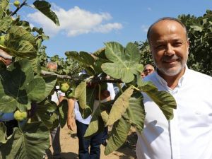 Milletvekili Yavuz’dan incir üreticisine uyarı