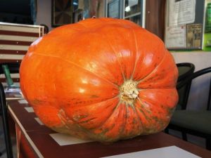 Dev bal kabakları Sarıgöl’de de yetiştirilecek