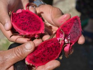 Aydın heyeti Muğla’da ejder meyvesini inceledi