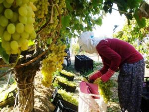 Ülgen’den üreticilere uyarı: "Üzümleri peşin satın"