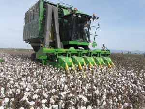 Türkiye’nin pamuk ambarı Söke Ovası’nda hasat buruk başladı