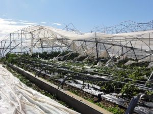 Seralar için sigorta zamanı