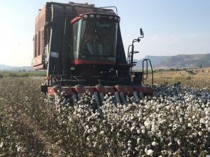 Pamukta tüccar krizi